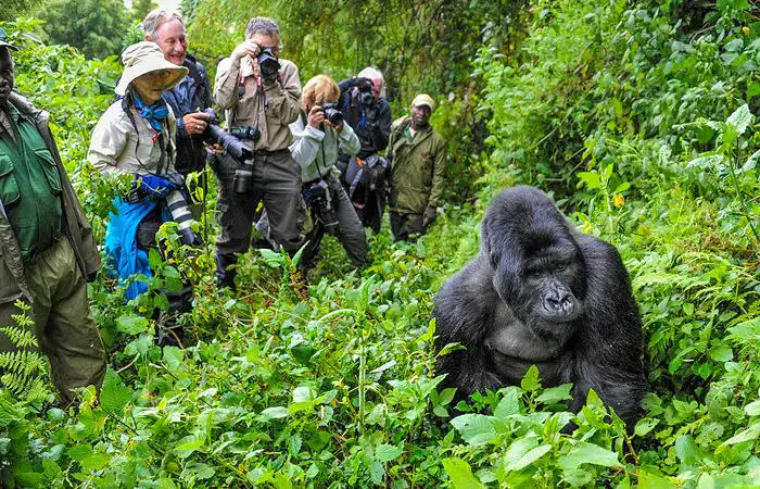 Gorilla