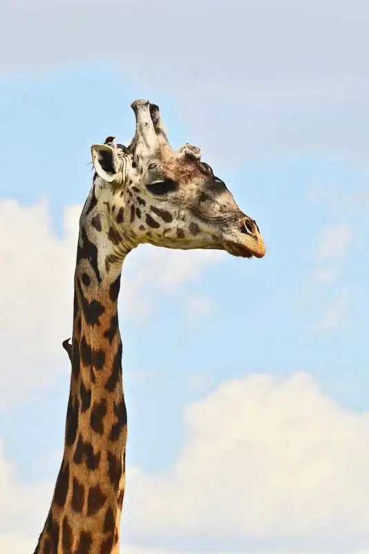Giraffe