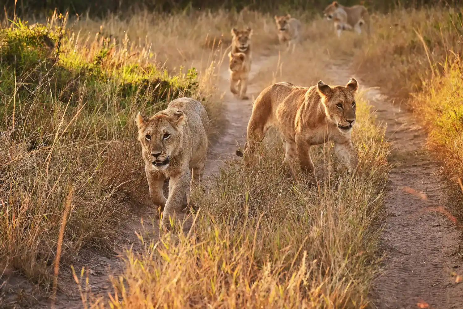 Massai Mara