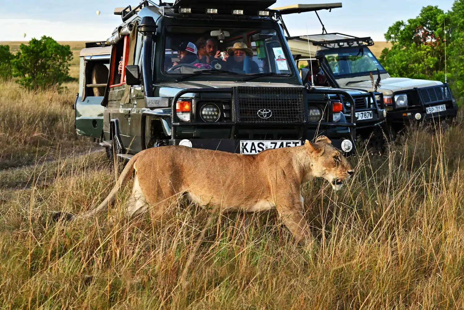 Massai Mara