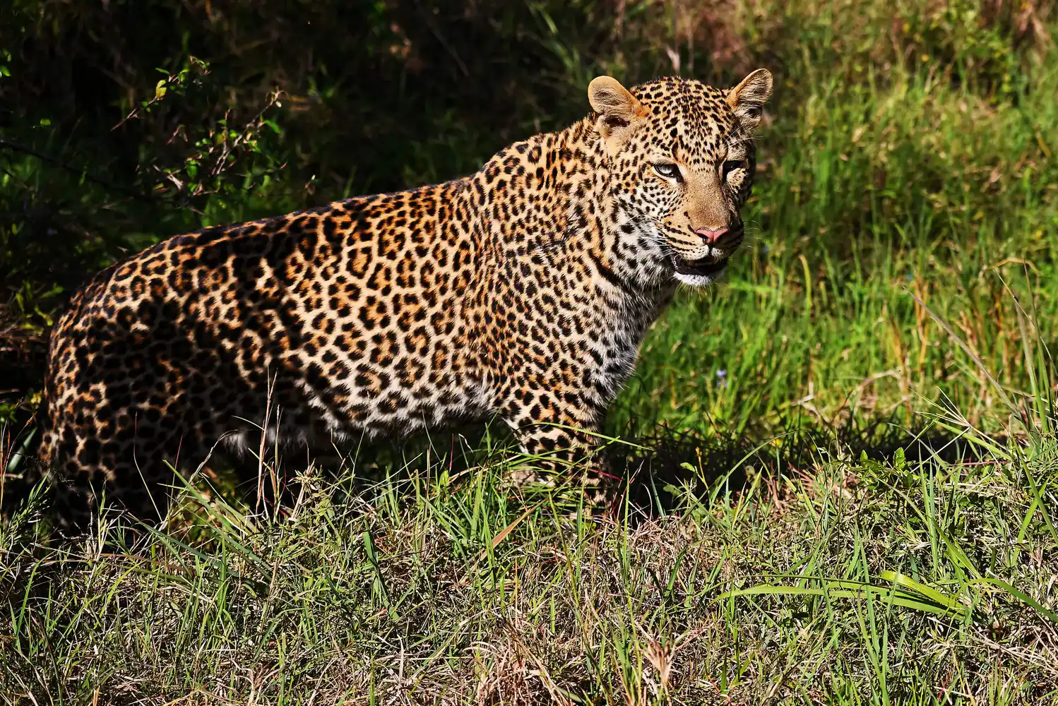 Massai Mara