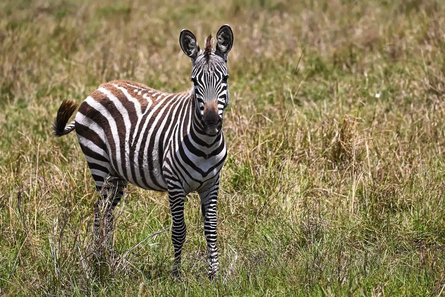 Massai Mara
