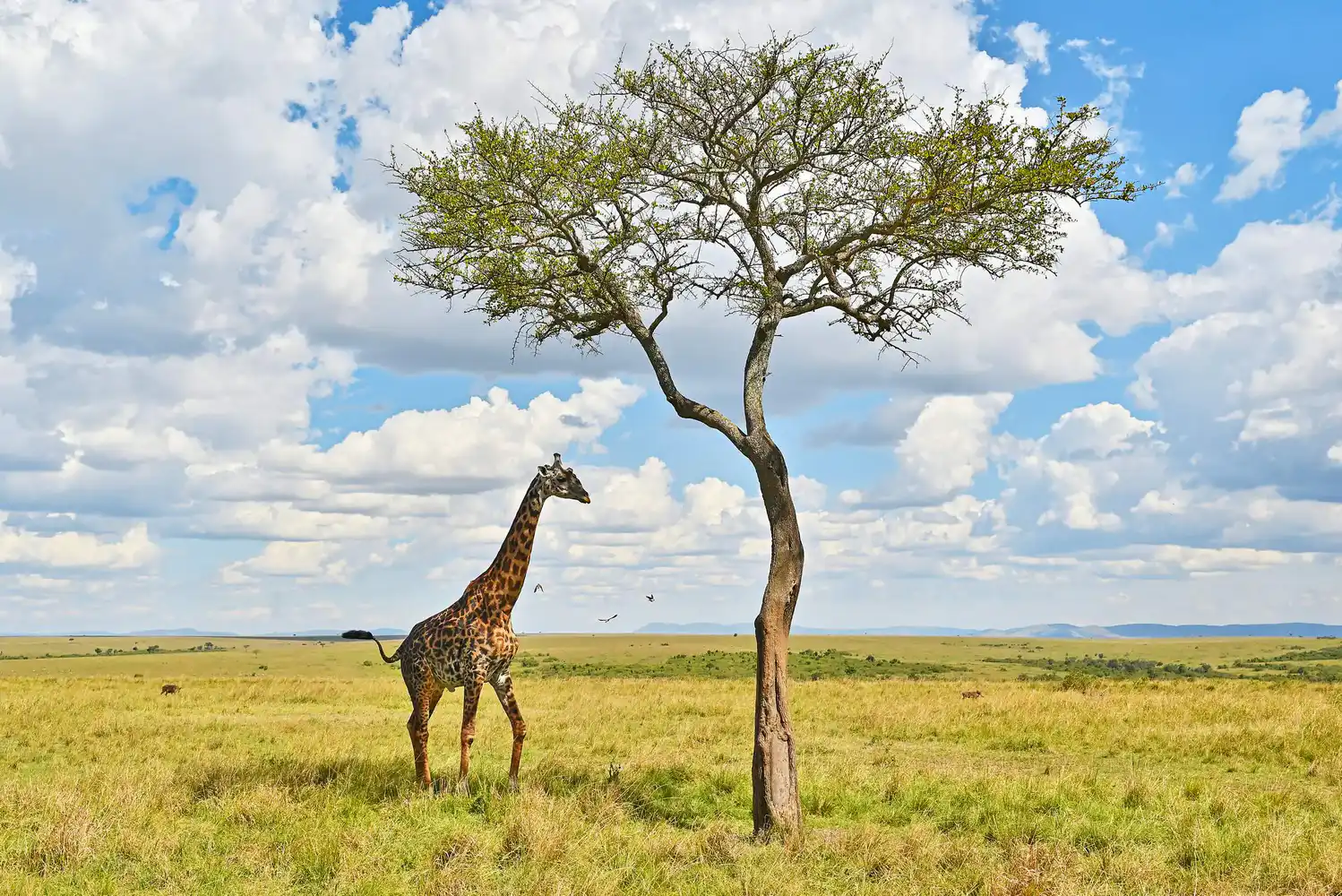 Massai Mara