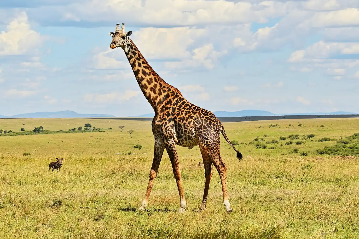Massai Mara