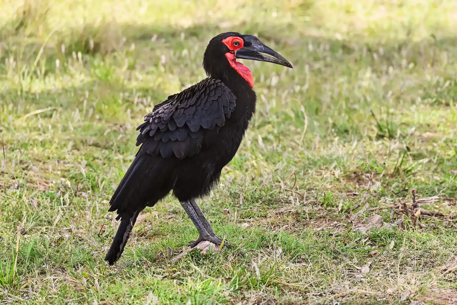 Massai Mara