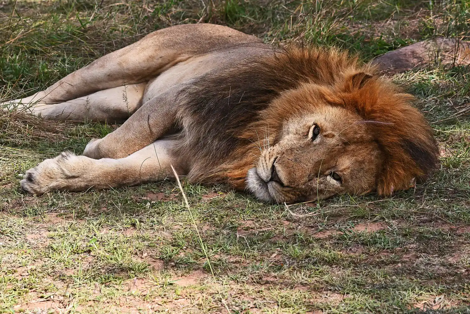 Massai Mara