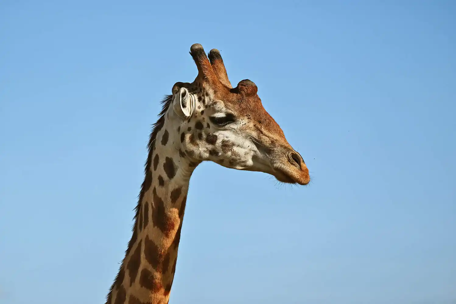 Massai Mara